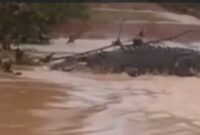 Screenshot video buaya yang lepas di Pulau Bulan, Batam. Foto:Dok/Istimewa
