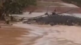 Screenshot video buaya yang lepas di Pulau Bulan, Batam. Foto:Dok/Istimewa