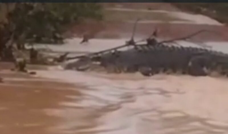 Screenshot video buaya yang lepas di Pulau Bulan, Batam. Foto:Dok/Istimewa
