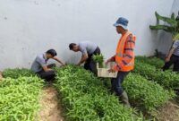 Kalapas Kelas IIA Batam Heri Kusrita di dampingi Kasi Kegiatan Kerja, Heri Aguswanto saat melakukan panen sayur Kangkung di lokasi Pertanian Lapas Batam, Selasa (4/2/2025). Matapedia6.com/ Dok Lapas Batam
