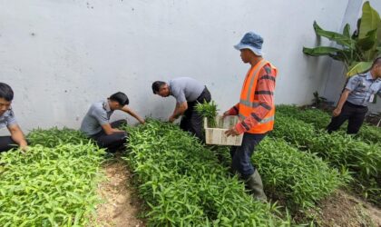 Kalapas Kelas IIA Batam Heri Kusrita di dampingi Kasi Kegiatan Kerja, Heri Aguswanto saat melakukan panen sayur Kangkung di lokasi Pertanian Lapas Batam, Selasa (4/2/2025). Matapedia6.com/ Dok Lapas Batam