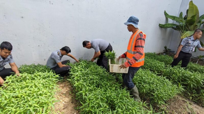 Kalapas Kelas IIA Batam Heri Kusrita di dampingi Kasi Kegiatan Kerja, Heri Aguswanto saat melakukan panen sayur Kangkung di lokasi Pertanian Lapas Batam, Selasa (4/2/2025). Matapedia6.com/ Dok Lapas Batam