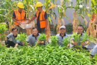 Lapas Batam panen sayur, Jumat (14/2). Foto:Dok/Lapas
