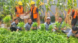 Lapas Batam panen sayur, Jumat (14/2). Foto:Dok/Lapas