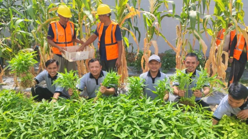 Lapas Batam panen sayur, Jumat (14/2). Foto:Dok/Lapas