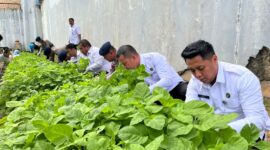 KPR Rutan Batam Aji dan Karutan tengah panen sayur, Rabu (19/2). Foto:Dok/Rutan
