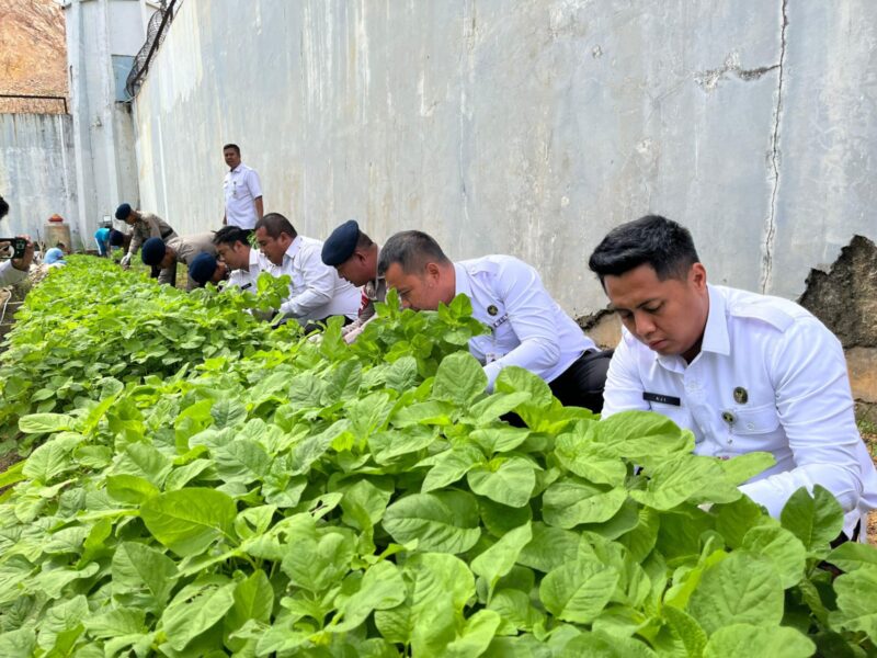 KPR Rutan Batam Aji dan Karutan tengah panen sayur, Rabu (19/2). Foto:Dok/Rutan