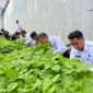 KPR Rutan Batam Aji dan Karutan tengah panen sayur, Rabu (19/2). Foto:Dok/Rutan