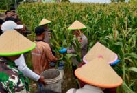 Kapolresta Barelang Kombes Pol H Ompusunggu panen jagung di Sagulung, Rabu (26/2). Foto:Dok/Humas Polres