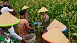Kapolresta Barelang Kombes Pol H Ompusunggu panen jagung di Sagulung, Rabu (26/2). Foto:Dok/Humas Polres