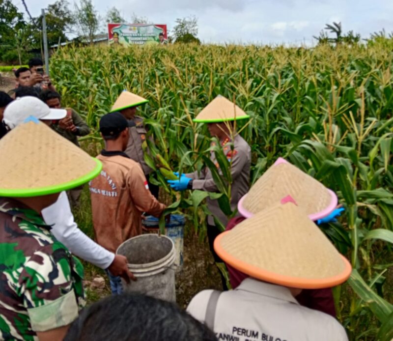 Kapolresta Barelang Kombes Pol H Ompusunggu panen jagung di Sagulung, Rabu (26/2). Foto:Dok/Humas Polres