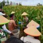 Kapolresta Barelang Kombes Pol H Ompusunggu panen jagung di Sagulung, Rabu (26/2). Foto:Dok/Humas Polres