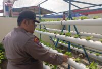 Anggota Polsek Bengkong saat meninjau tanaman hidroponik di belakang Polsek, Minggu (9/3/2025) Matapedia6.com/Dok Polresta