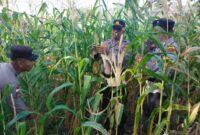 Anggota Polsek Belakang Padang saat memanen jagung di lahan kosong di asrama Polsek Belakang Padang, Senin (10/3/2025). Matapedia6.com/Dok Humas Polsek
