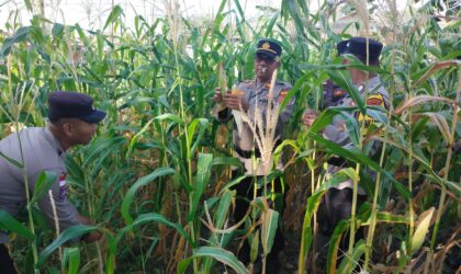 Anggota Polsek Belakang Padang saat memanen jagung di lahan kosong di asrama Polsek Belakang Padang, Senin (10/3/2025). Matapedia6.com/Dok Humas Polsek