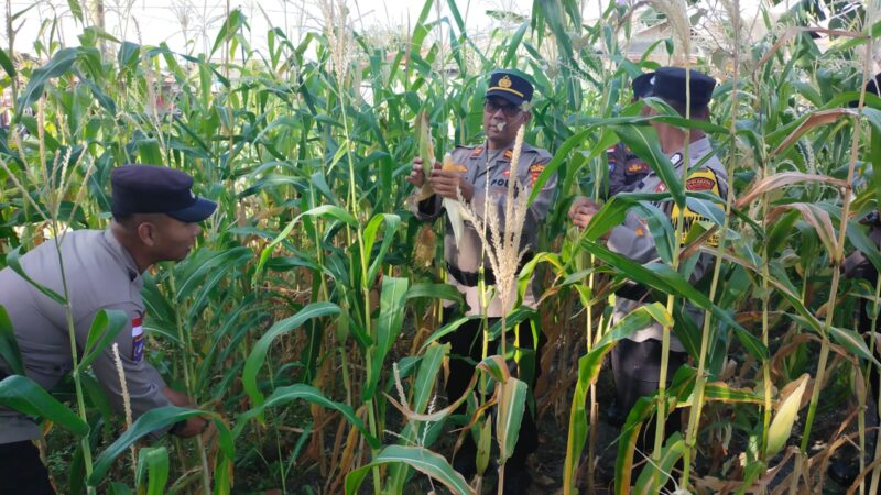 Anggota Polsek Belakang Padang saat memanen jagung di lahan kosong di asrama Polsek Belakang Padang, Senin (10/3/2025). Matapedia6.com/Dok Humas Polsek
