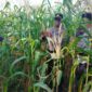 Anggota Polsek Belakang Padang saat memanen jagung di lahan kosong di asrama Polsek Belakang Padang, Senin (10/3/2025). Matapedia6.com/Dok Humas Polsek
