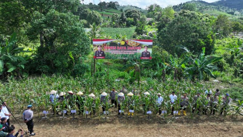 Kapolda Irjen Pol Asep Syafrudin bersama pejabat Utama Polda Kepri saat melakukan panen jagung di Tembesi binaan Sat Brimob Polda Kepri, Rabu (9/4/2025). Matapedia6.com/Dok Humas Polda