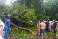 Pohon tumbang di jalan Putri Hijau pada Minggu (18/5). Foto:dok/Camat Sagulung