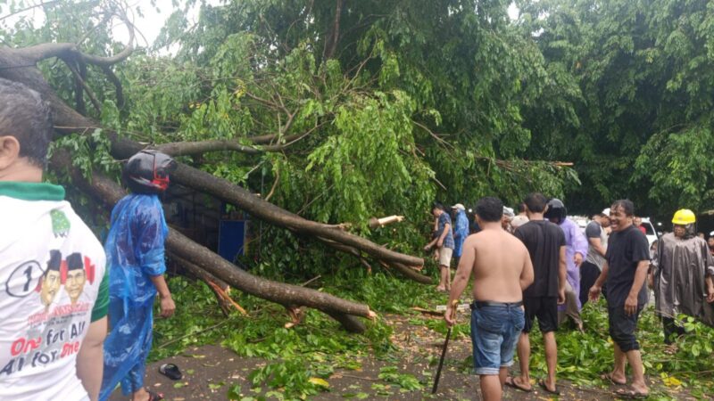 Pohon tumbang di jalan Putri Hijau pada Minggu (18/5). Foto:dok/Camat Sagulung