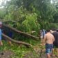 Pohon tumbang di jalan Putri Hijau pada Minggu (18/5). Foto:dok/Camat Sagulung