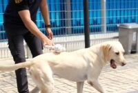 Anjing pelacak Bea Cukai. Foto:Ist