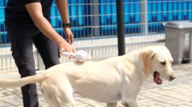 Anjing pelacak Bea Cukai. Foto:Ist