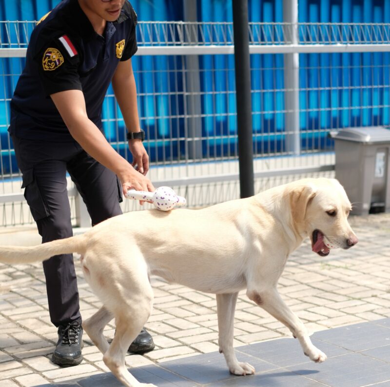 Anjing pelacak Bea Cukai. Foto:Ist