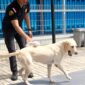 Anjing pelacak Bea Cukai. Foto:Ist