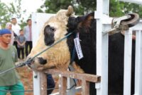 Sapi hewan kurban presiden republik Indonesia Prabowo Subianto untuk kota Batam jenis sapi Simental Cross berbobot 922 kilogram, Jumat (6/6/2025) Matapedia6.com/Diskominfo