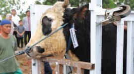 Sapi hewan kurban presiden republik Indonesia Prabowo Subianto untuk kota Batam jenis sapi Simental Cross berbobot 922 kilogram, Jumat (6/6/2025) Matapedia6.com/Diskominfo