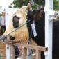 Sapi hewan kurban presiden republik Indonesia Prabowo Subianto untuk kota Batam jenis sapi Simental Cross berbobot 922 kilogram, Jumat (6/6/2025) Matapedia6.com/Diskominfo
