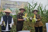 Kejari Batam panen jagung perdana. Foto;Istimewa