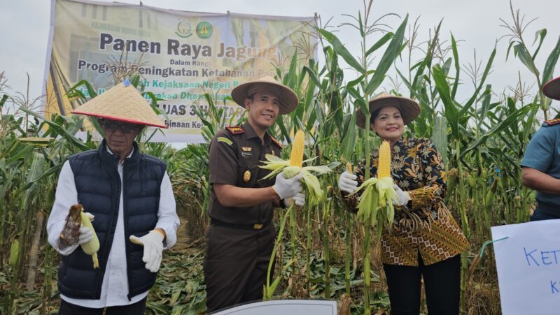 Kejari Batam panen jagung perdana. Foto;Istimewa