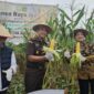 Kejari Batam panen jagung perdana. Foto;Istimewa