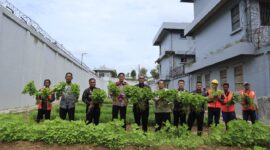 Lapas Batam panen sayur hasil kegiatan warga binaan, Kamis (23/10/2025). Foto:Istimewa