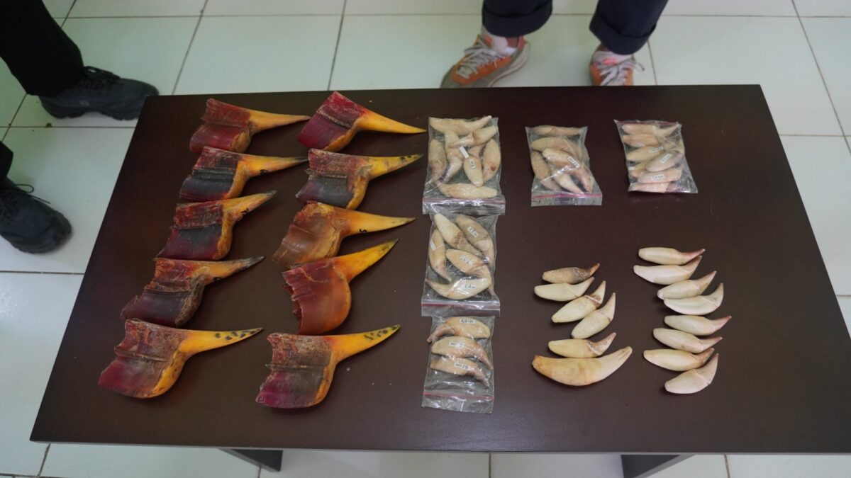 Satwa langka diamankan Bea cukai Batam. Foto:Istimewa