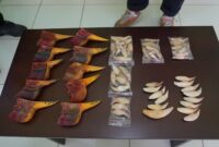 Satwa langka diamankan Bea cukai Batam. Foto:Istimewa