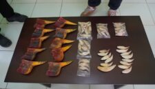 Satwa langka diamankan Bea cukai Batam. Foto:Istimewa