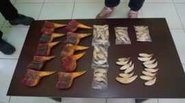 Satwa langka diamankan Bea cukai Batam. Foto:Istimewa