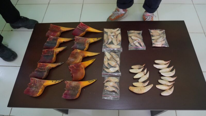 Satwa langka diamankan Bea cukai Batam. Foto:Istimewa