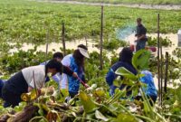 BP Batam melalui Badan Usaha SPAM dan Fasling kembali turun ke Waduk Duriangkang untuk membersihkan gulma yang menutup permukaan waduk, Selasa (18/11/2025). Foto:Humas BP