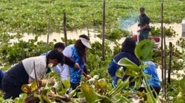 BP Batam melalui Badan Usaha SPAM dan Fasling kembali turun ke Waduk Duriangkang untuk membersihkan gulma yang menutup permukaan waduk, Selasa (18/11/2025). Foto:Humas BP