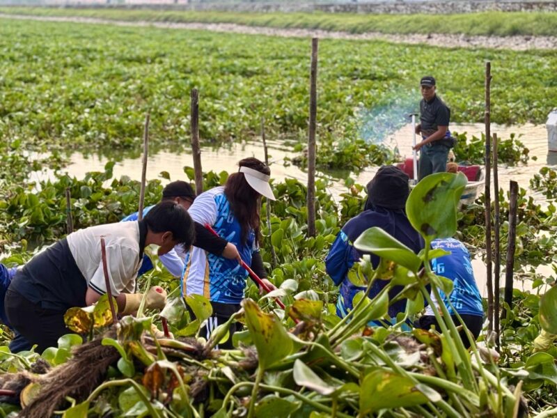 BP Batam melalui Badan Usaha SPAM dan Fasling kembali turun ke Waduk Duriangkang untuk membersihkan gulma yang menutup permukaan waduk, Selasa (18/11/2025). Foto:Humas BP