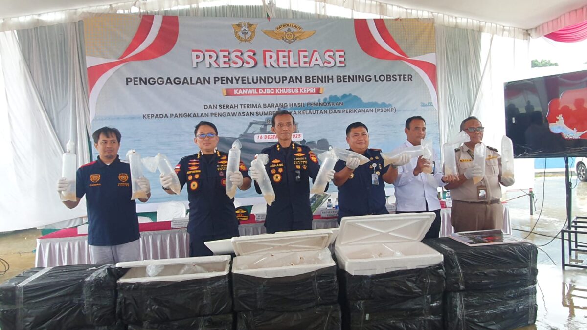 Kepala Kanwil DJBC Khusus Kepri, Adhang Noegroho Adhi tengah menunjukkan benih lobster yang diselundupkan dalam jumpa pers di Batam, Selasa (16/12/2025). Foto:Istimewa