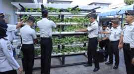 Lapas Batam penen sayur hasil pembinaan beberapa hari lalu. Foto:istimewa