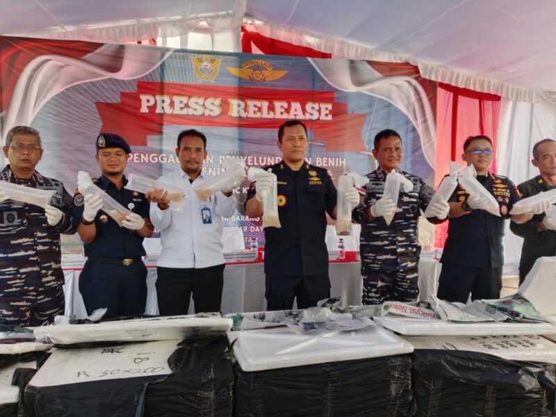 Bea Cukai menunjukan benih lobster yang digagalkan ke Malaysia dalam jumpa pers di Batam, Rabu (4/2/2026). Foto:Dedi/matapedia