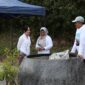 BP Batam kembali mengecam aksi perusakan puluhan tanaman bugenvil di sejumlah titik penataan kota, Selasa (19/5/2026). Foto:Humas BP