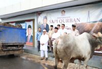 Sapi kurban dari presiden Prabowo saat disalurkan ke Partai Gerindra. Foto:Istimewa