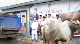 Sapi kurban dari presiden Prabowo saat disalurkan ke Partai Gerindra. Foto:Istimewa